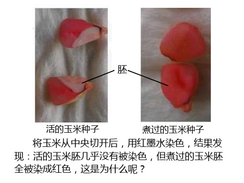 高中生物必修1《第3章细胞的物质代谢第1节细胞内外的物质交换二细胞膜的结构...》224北师大PPT课件