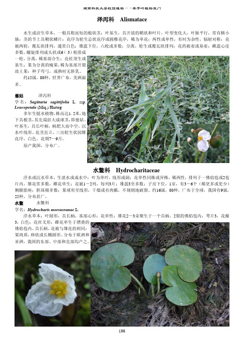 10湖南科技大学校园植物-单子叶植物亚门