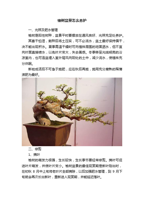 榆树盆景怎么养护