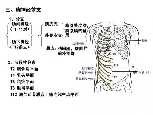 22-231脊神经2胸神经前支、腰丛、骶丛