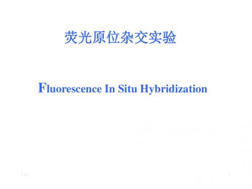 荧光原位杂交实验 Fluorescence In Situ Hybridization精选版