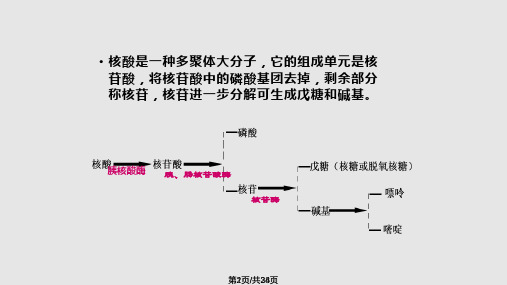 核酸与核苷类药物