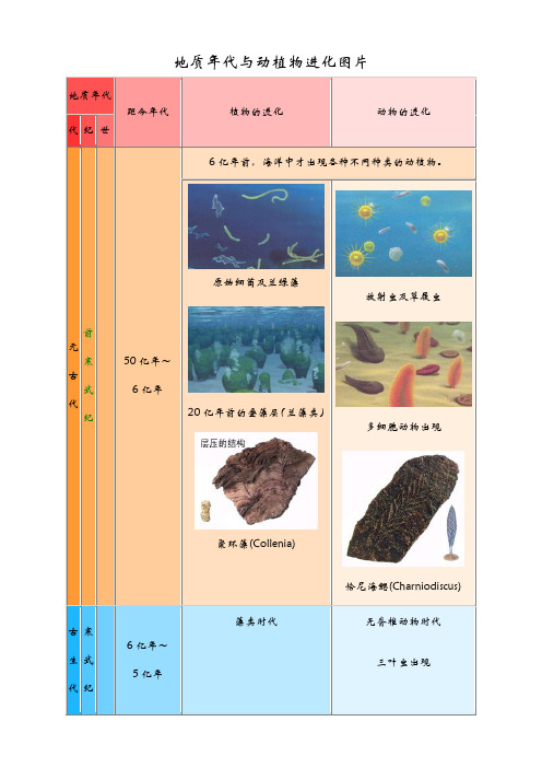 地质年代与动植物进化图片