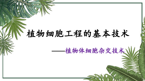 植物体细胞杂交技术课件2021-2022学年高二下学期生物人教版选择性必修