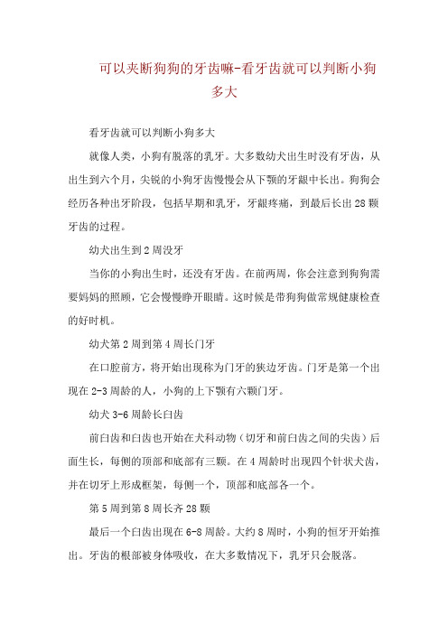 可以夹断狗狗的牙齿嘛-看牙齿就可以判断小狗多大