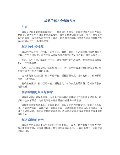 成熟的稻谷会弯腰作文字