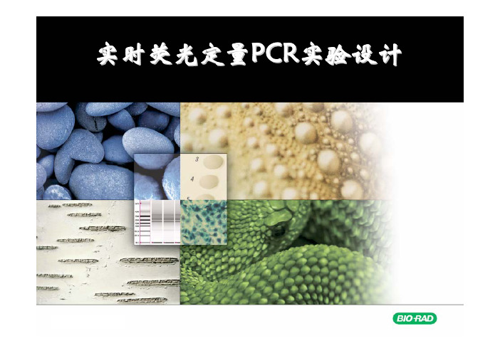 实时荧光定量PCR实验设计