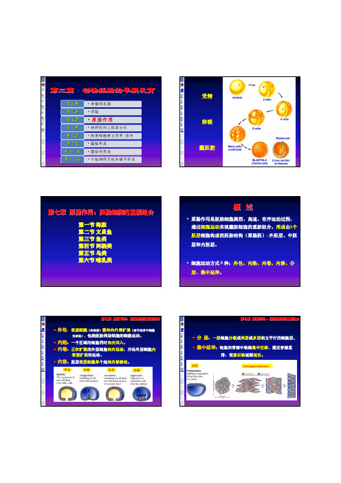 3 3动物胚胎的早期发育-七章