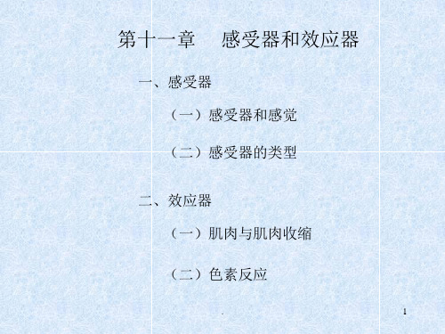 感受器和效应器PPT课件