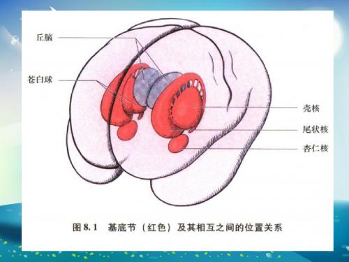 基底节区及内囊课件