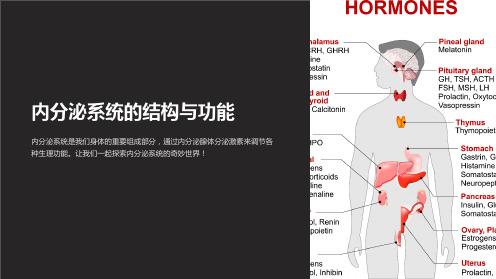 内分泌系统的结构与功能