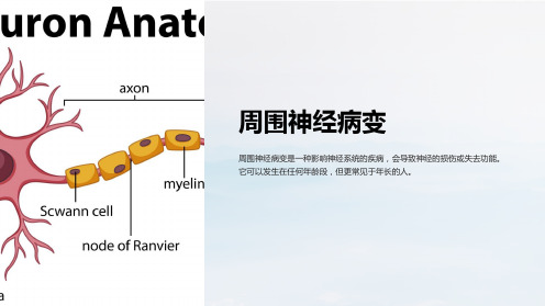 《周围神经病变》课件