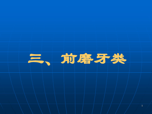 前磨牙牙体解剖 PPT课件