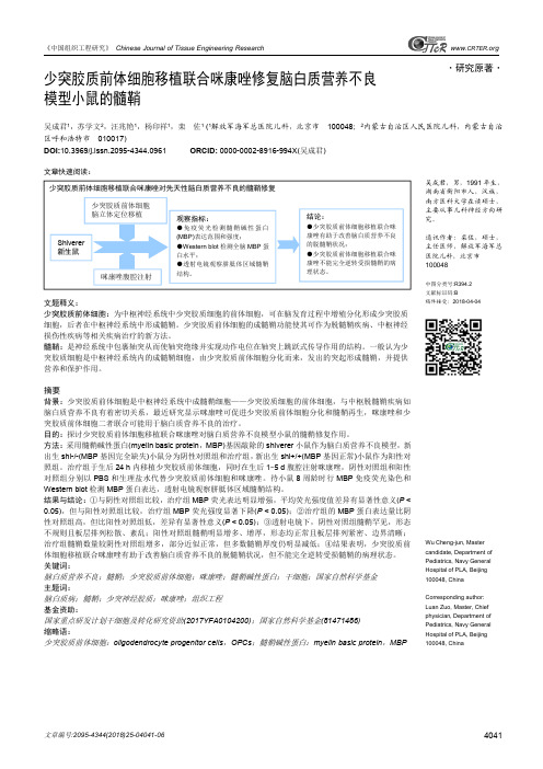 少突胶质前体细胞移植联合咪康唑修复脑白质营养不良模型小鼠的髓鞘