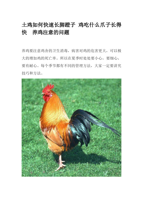 土鸡如何快速长脚蹬子 鸡吃什么爪子长得快  养鸡注意的问题