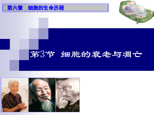 高中生物必修一课件-6.3 细胞的衰老和凋亡16-人教版