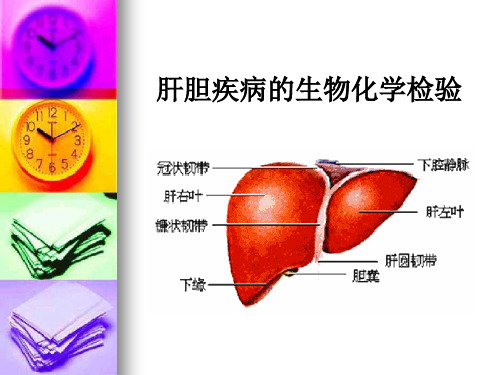 肝脏胆疾病的生物化学检验