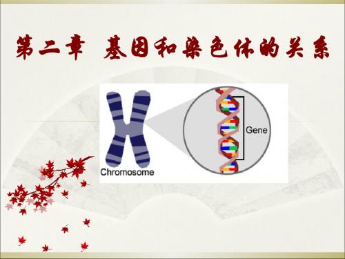 《减数分裂和受精作用》课件-PPT资料63页