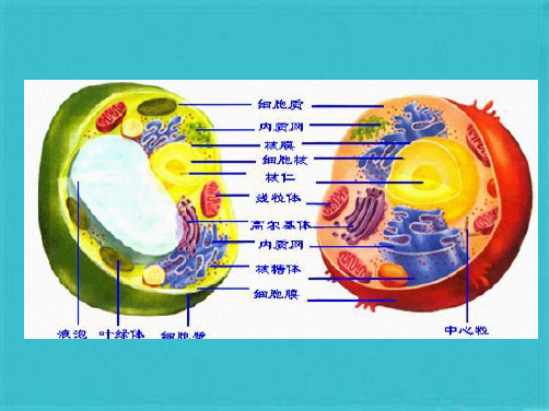  人体基本结构概述(共104张PPT)