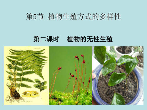 课件《植物生殖方式的多样性》优秀公开课ppt1