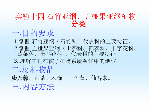 植物学实验十四 石竹亚纲五桠果亚纲植物分类