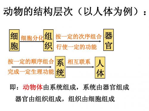 常见的动物