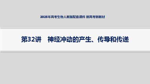 2025年高考生物人教版配套课件 新高考新教材 第32讲 神经冲动的产生、传导和传递