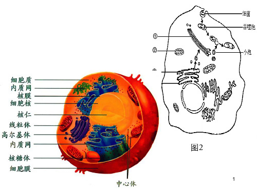 张图高中生物重要的图解自整理