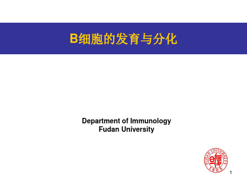 B细胞发育与分化