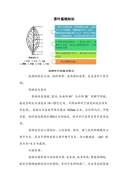 茶叶基础课后知识点(1)