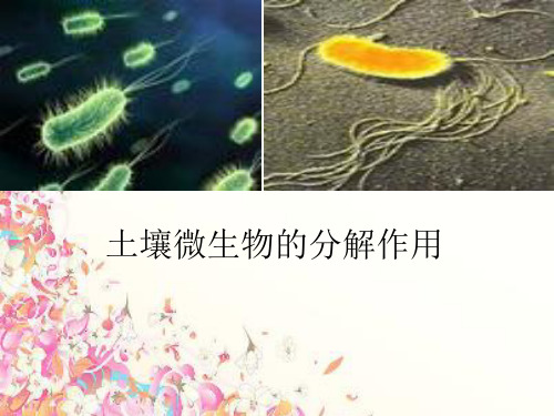 实验：土壤微生物的分解作用