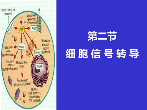 细胞信号传导途径 PPT课件