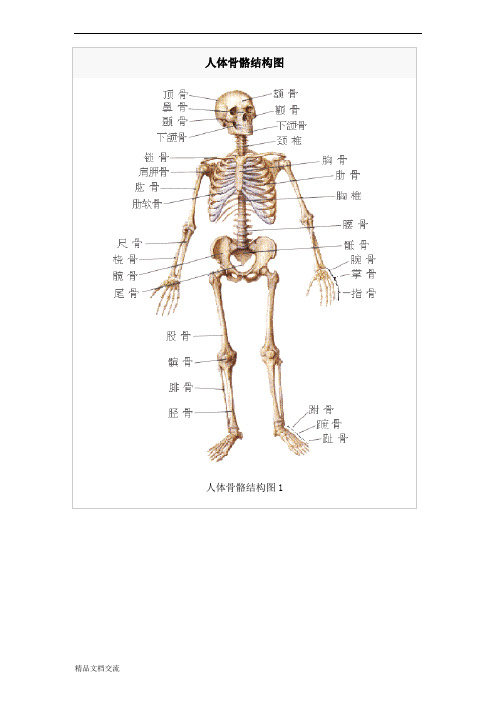 人体骨骼结构图