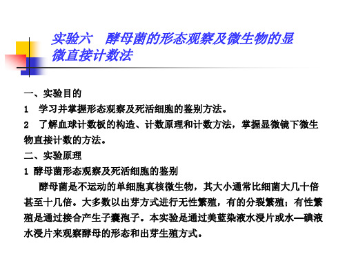 实验七  酵母菌的形态观察及微生物的显微直接计数法