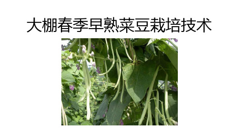 大棚春季早熟菜豆栽培课件(共9张PPT)《蔬菜生产技术》同步教学(中国农业出版社)