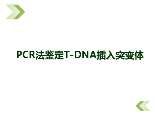 PCR法鉴定T-DNA插入突变体1概论