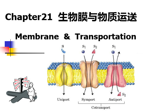 第21章生物膜与物质运送ppt课件