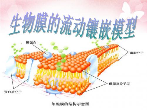 4.2  生物膜的流动镶嵌模型课件