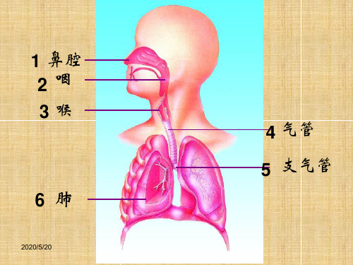 《人体内的气体交换》PPT课件