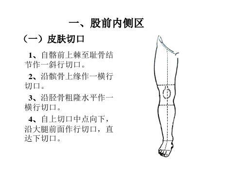 局部解剖学之下肢