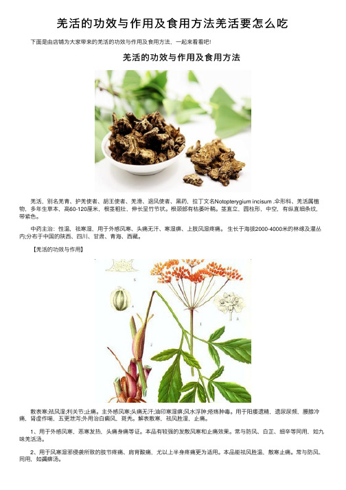 羌活的功效与作用及食用方法羌活要怎么吃