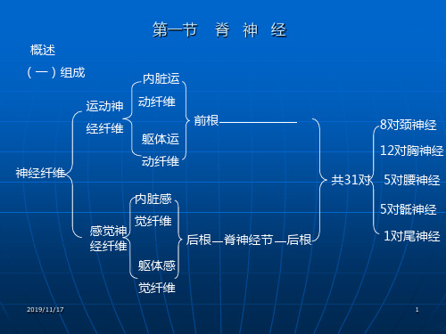 周围神经系统篇PPT课件