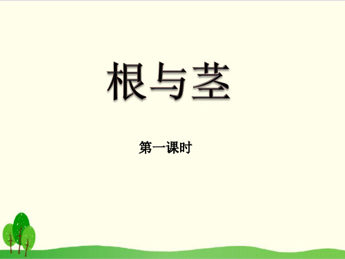 苏教版科学课件《根和茎》公开课PPT1