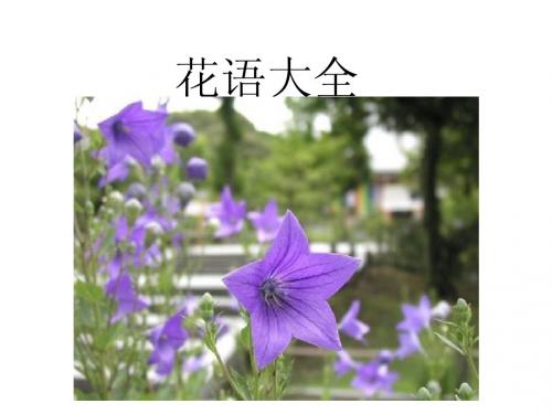 花语(附图片)