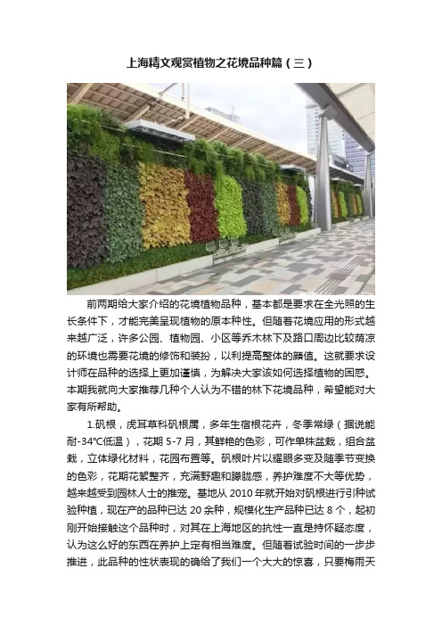 上海精文观赏植物之花境品种篇（三）