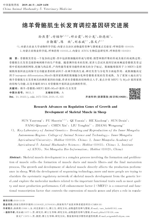 绵羊骨骼肌生长发育调控基因研究进展