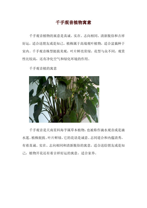 千手观音植物寓意