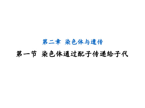 2.1染色体通过配子传递给子代 课件- 高一下学期生物浙科版(2019)必修2