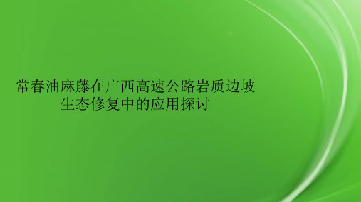 常春油麻藤在广西高速公路岩质边坡生态修复中的应用探讨