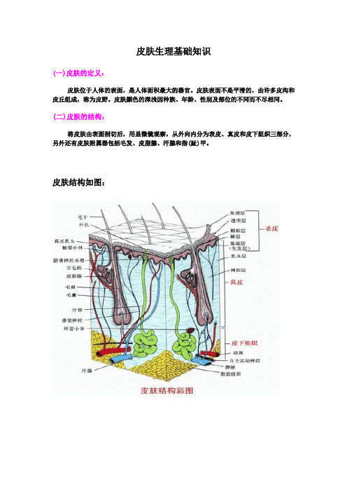 皮肤生理基础知识